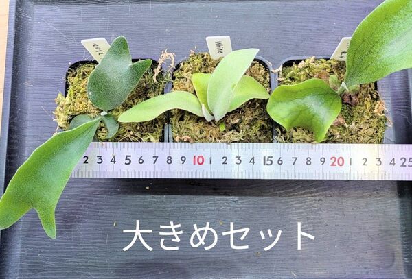 ビカクシダ、苗3種類大きめセット④