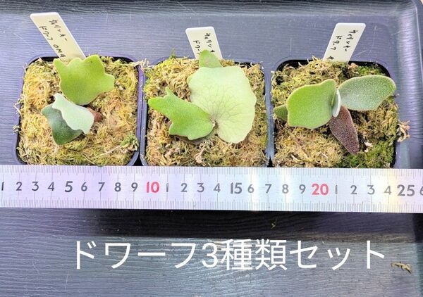 ビカクシダ、苗ドワーフ3種類セットA