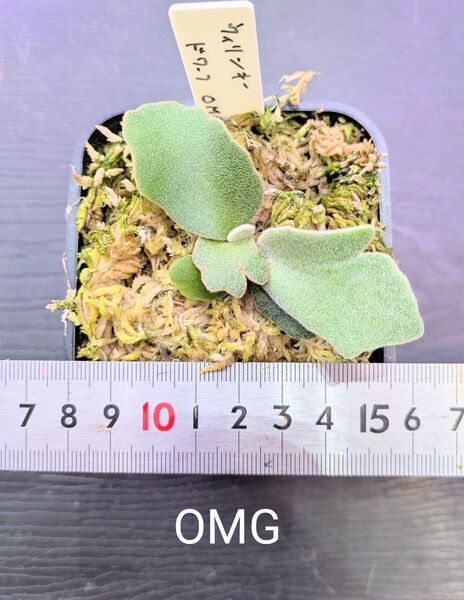 ビカクシダ、ウィリンキー ドワーフ OMG苗C
