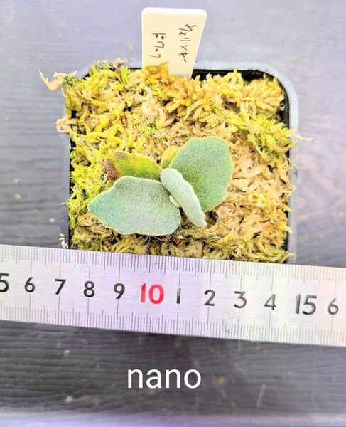 ビカクシダ、ウィリンキー ドワーフ nano苗①
