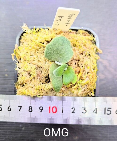ビカクシダ、ウィリンキー ドワーフOMG苗C