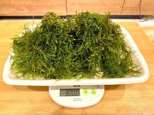 山盛り! 国産ウィローモス 300g