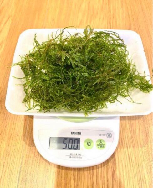 山盛り! 国産ウィローモス 50g