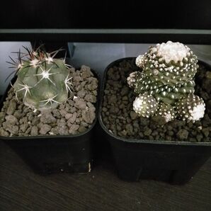 サボテン コピアポア カルデラナ×シネレア(帝冠竜×黒王丸)&テヌイシマ 2株