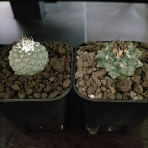サボテン ストロンボカクタス 菊水 & ツルビニカルプス アロンソイ 2株セット