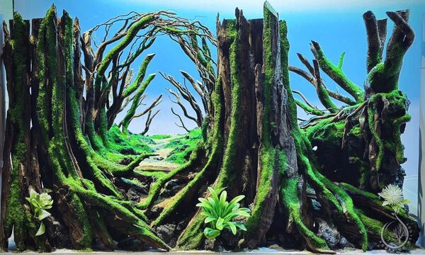 60cm水槽用レイアウト(流木、水草)