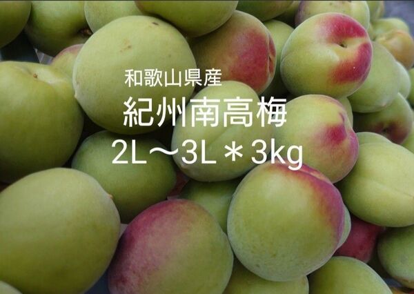 農家直送★和歌山県産/紀州南高梅★青梅/2L-3L*3kg(箱込み)/梅干し 梅シロップ 梅酒 梅ジャム
