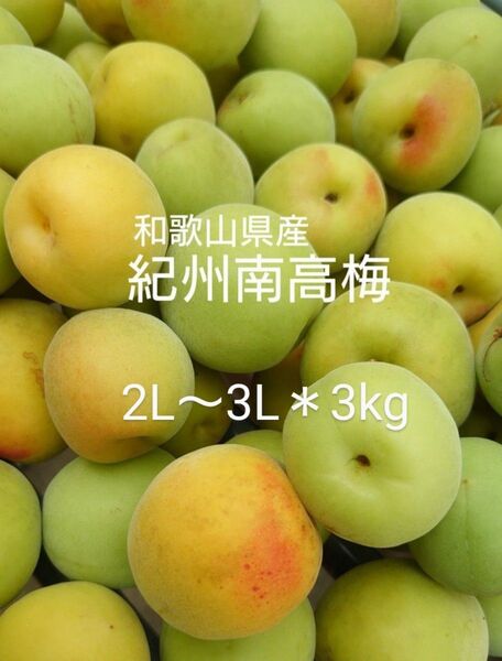 農家直送★和歌山県産/紀州南高梅★2L~3L*3kg/梅干し 梅シロップ 梅酒 梅ジャム