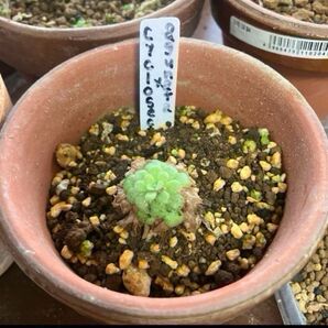 Pinguicula agnata x cyclosecta / ピンギキュラ アグナタ x シクロセクタ hybrid 交配種
