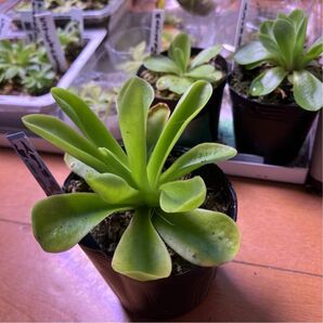 Pinguicula agnata xGigantea
