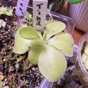 虫取菫ムシトリスミレ Mexican Pinguicula agnata x zecheri / Tina
