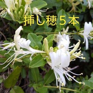 ハニーサックルスイカズラ挿し穂5本