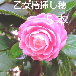 乙女椿挿し穂5本
