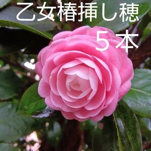 乙女椿挿し穂5本