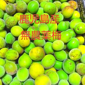 鹿児島産無農薬梅箱込み約1kg