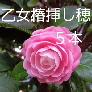 乙女椿挿し穂5本
