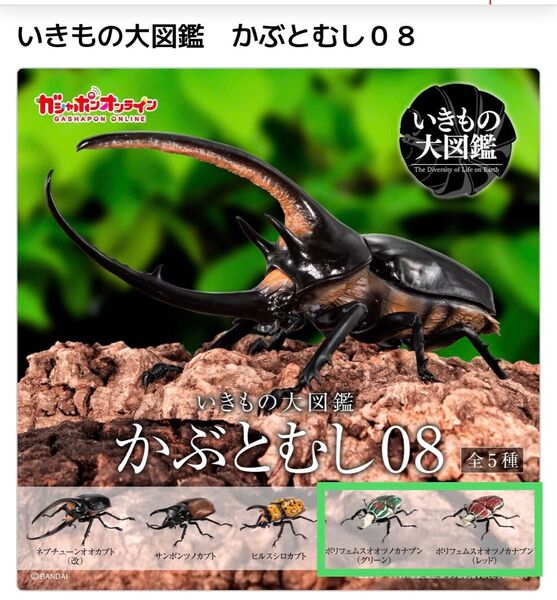 いきもの大図鑑 かぶとむし08 ポリフェムスオオツノカナブン 全2種 バンダイガシャポン