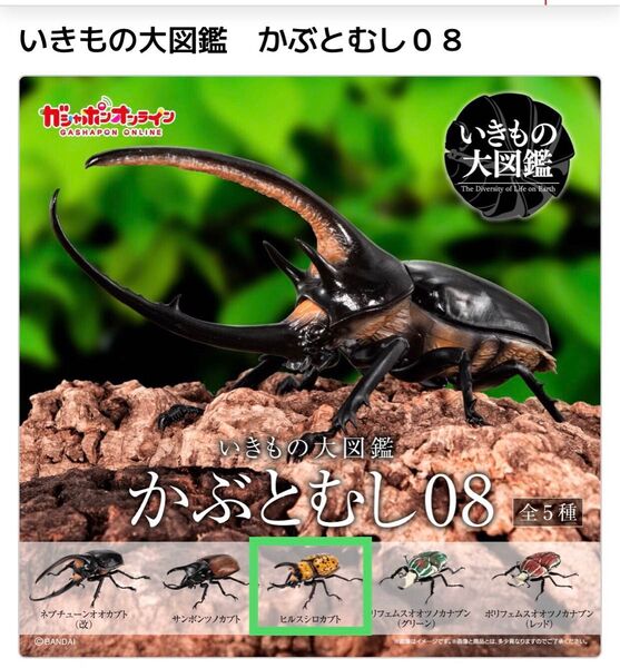 バンダイガシャポン オンライン版 いきもの大図鑑 かぶとむし08 ヒルスシロカブト