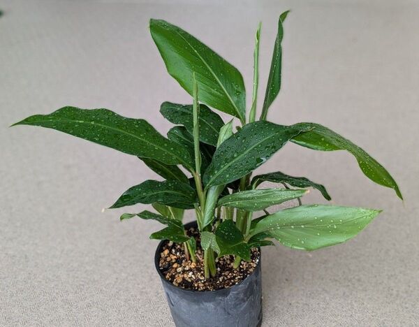 月桃 苗 鉢のまま発送 サンニン ハーブ 沖縄月桃 植物