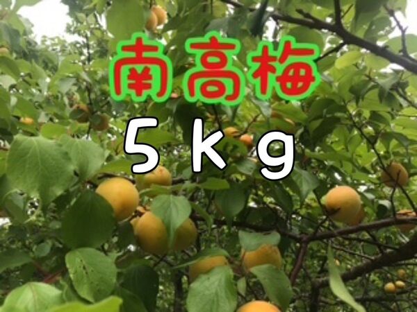 うめ 南高梅 完熟間近大玉(2L~4L)5kg 無農薬 自然栽培 農家直送 手摘み梅