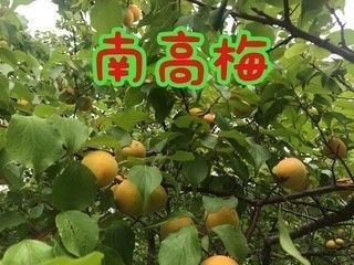 うめ 南高梅 大玉青梅5kg無農薬 自然栽培 農家直送 手摘み発送
