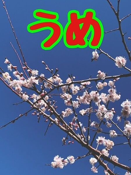 訳あり 白加賀梅 2kg 箱込み家庭用 無農薬、自然栽培 農家直送 手摘み梅 中玉サイズ