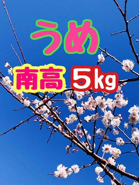 うめ 南高梅 大玉青梅5kg無農薬 自然栽培 農家直送 手摘み発送