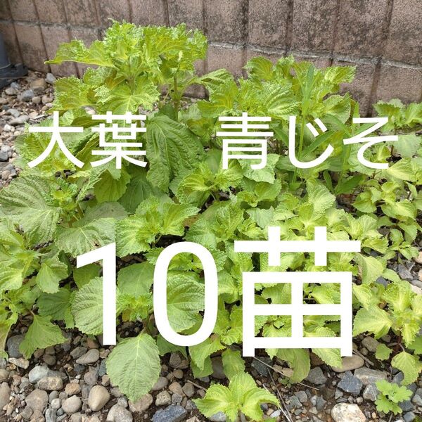 大葉 青じそ 青しそ 10苗