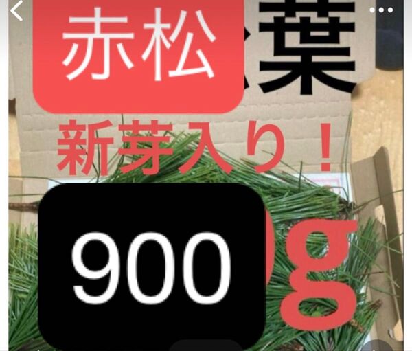 無農薬赤松の葉 松の葉 松葉 野菜 岡山県産 即日発送 即購入可能