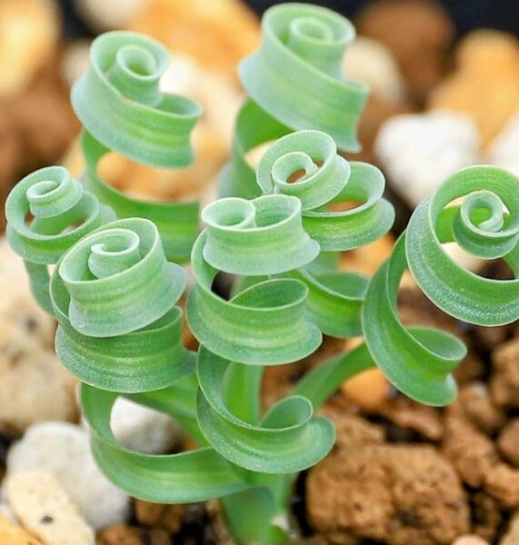 アルブカコンコルディアナ 観葉植物 くるくる葉っぱの20種子