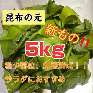 昆布の元 宮城県石巻産 新もの!