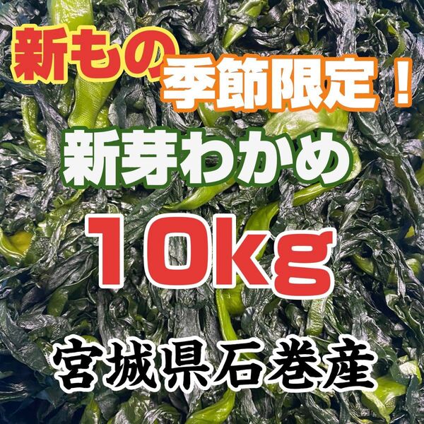 新芽わかめ 宮城県石巻産 新もの!