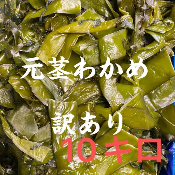 元茎わかめ 宮城県石巻産 新もの!訳あり