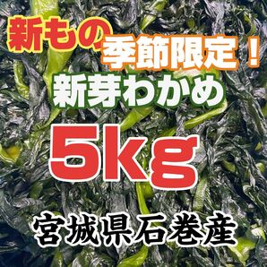 新芽わかめ 宮城県石巻産 新もの!
