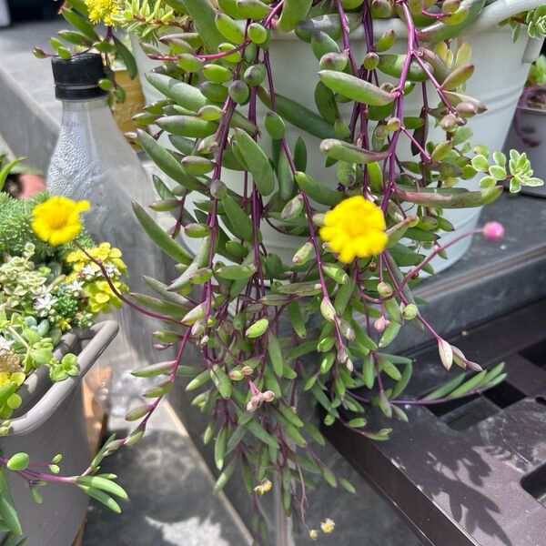 多肉植物 ルビーネックレス カット