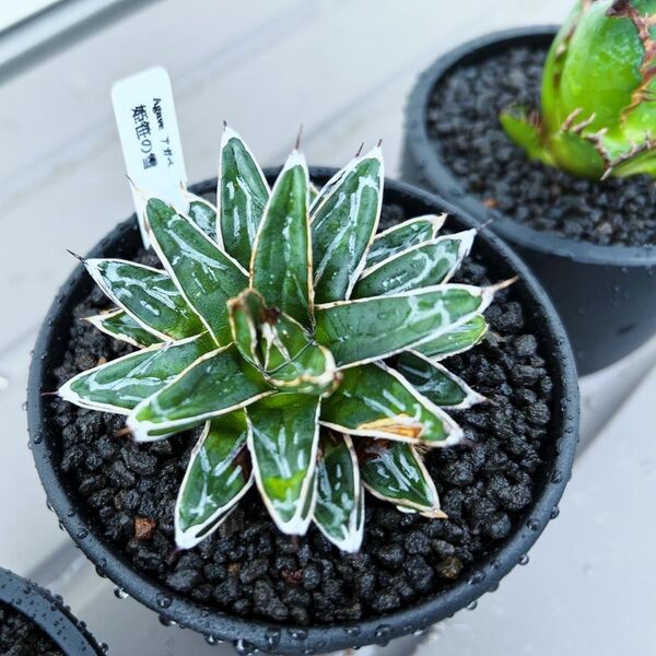 姫笹の雪① 子株 仔株 アガベ 多肉植物 Agave 【honobono.plants】