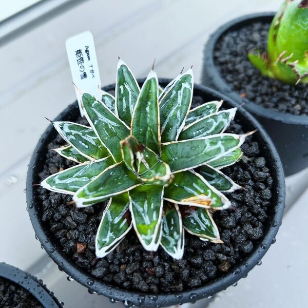 姫笹の雪② 子株 仔株 アガベ 多肉植物 Agave 【honobono.plants】