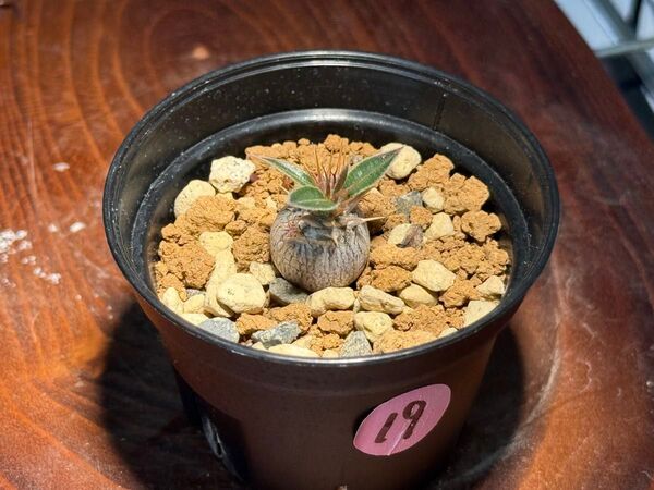 マカイエンセ 実生19 まんまる有望株 パキポディウム Pachypodium 検)ロスラーツム イノピナーツム 象牙宮 魔界玉