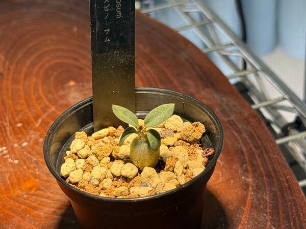 ピスピノーサム実生 まんまる有望株 パキポディウム Pachypodium 検)ロスラーツム イノピナーツム 象牙宮 魔界玉