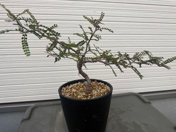 パキプス 実生4年 発根済株 根上げ仕立て Operculicarya pachypus 塊根植物 コーデックス