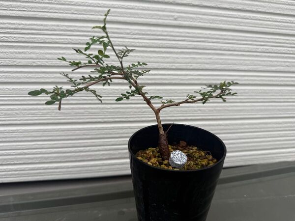 オペルクリアパキプス根差し株 発根済 鉢ごと発送Operculicarya pachypus 塊根植物 根挿し コーデックス