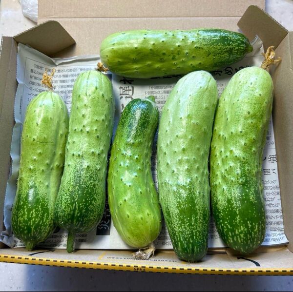 半白きゅうり 胡瓜 旱黄瓜 1kg