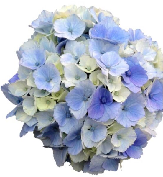 ハイドランジア スクロールシリーズ・グラデーションカラーの花色が美しいアジサイ:ブルーマーブルソーダ