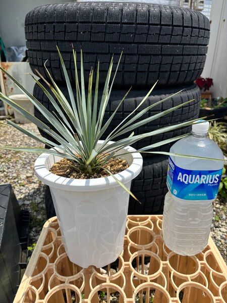 ユッカ ロストラータ Yucca Rostrata