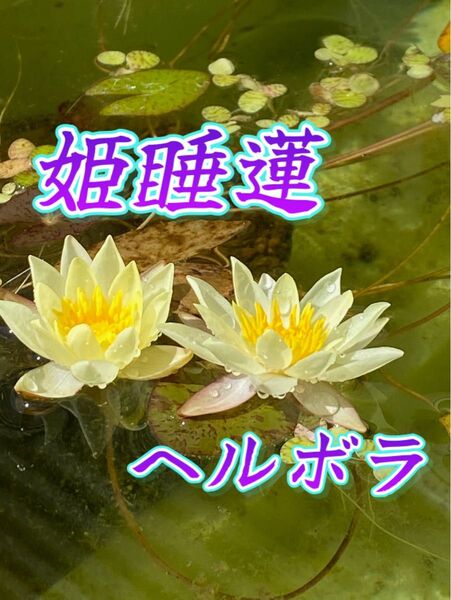 【温帯スイレンの株】姫睡蓮 品種『ヘルボラ』1株