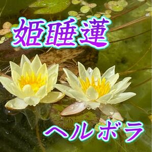 【温帯スイレンの株】姫睡蓮 品種『ヘルボラ』1株