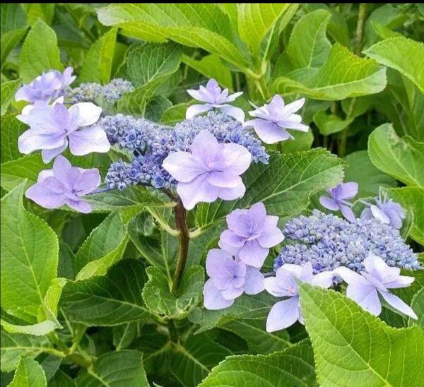 紫陽花 墨田の花火 アジサイ