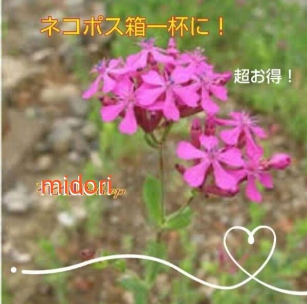 ムシトリナデシコ 虫取撫子 (ネコポス便一杯に)