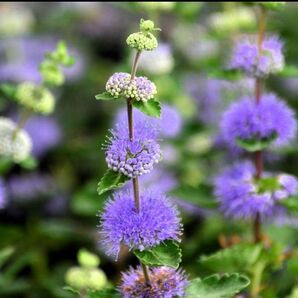 段菊 だんぎく ダンギク 紫 茶花 (2株)