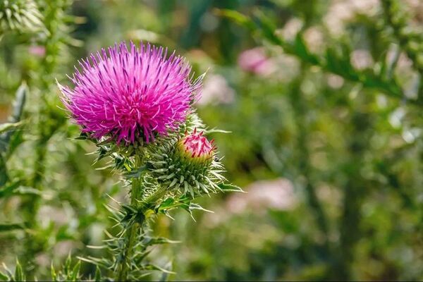 野薊 ノアザミ 茶花 苗